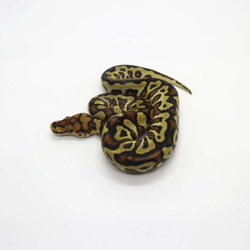 Spotnose Yellow Belly Clown Male