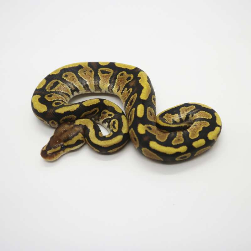 Trick Fire het Clown Female