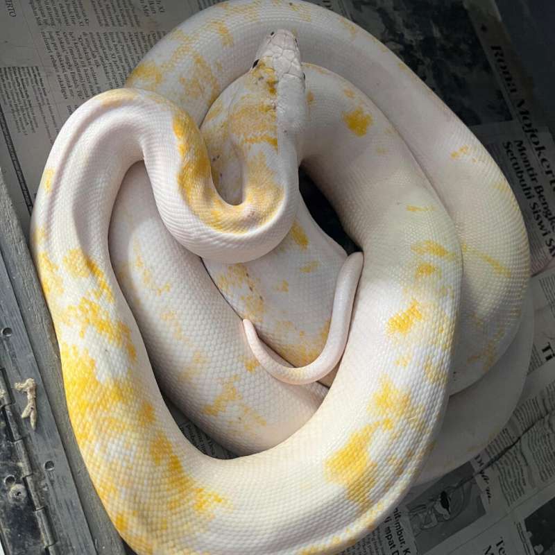 Leucistic paradox retic