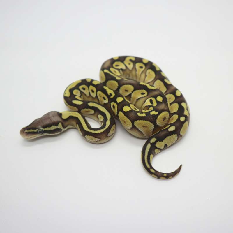 Pastel Butter het Tristripe poss het Lavender 66% Female
