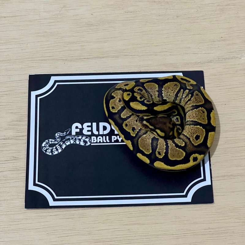 Fire Ball Python [2025010201]