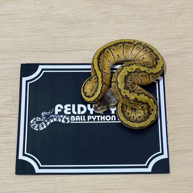 Lemon Blast Ball Python [2025010401]