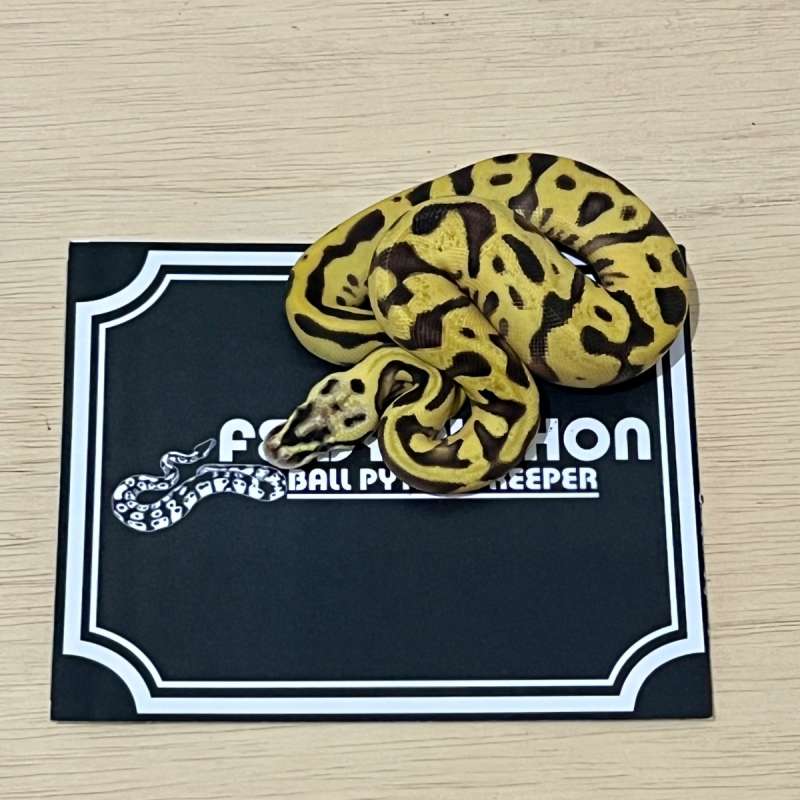 Enchi Super Pastel Ball Python [2025020401]