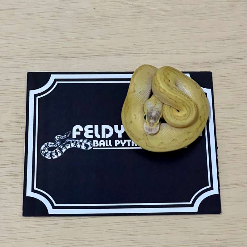 Super Dragonfly Ball Python [2025020510]