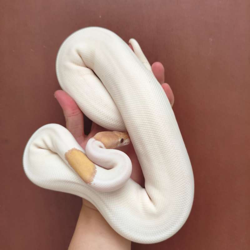 Banana Black Pastel Mojave Pied Female