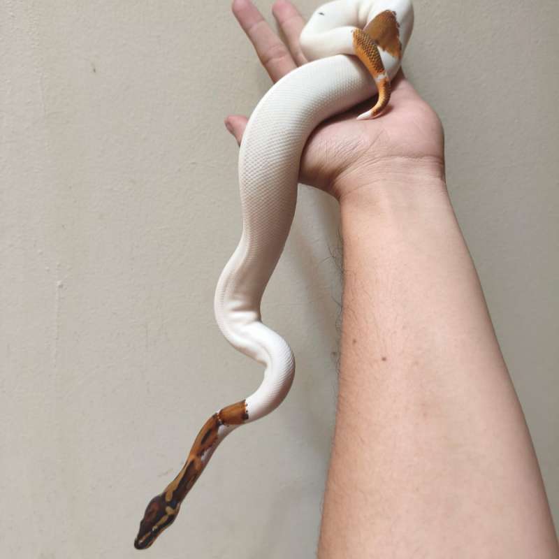 Ball Python Pied pH Lavender