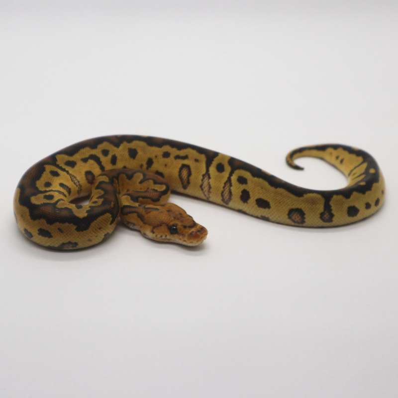 Clown poss Fire Female