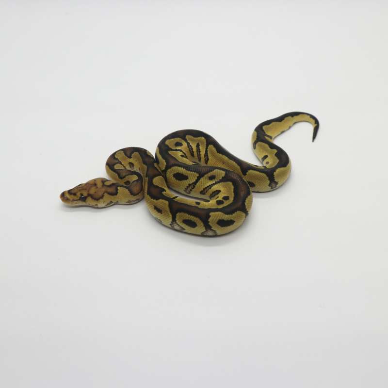 Clown possible Trick Male