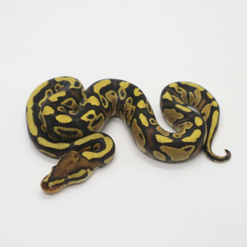 Fire Trick Yellow Belly het Clown Male