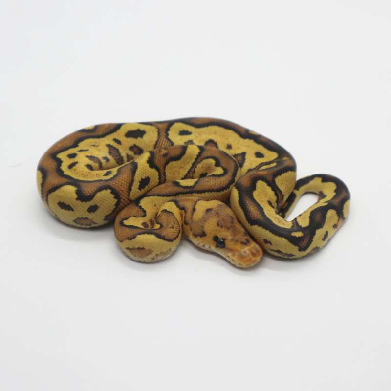 Fire Yellow Belly Clown Female