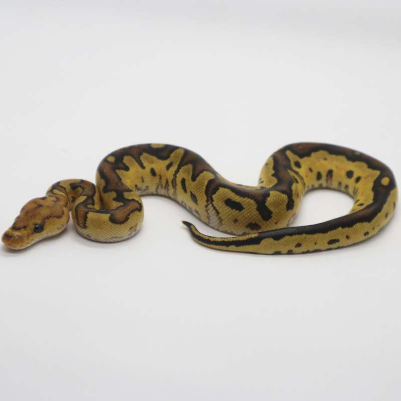 Fire Yellow Belly Clown poss Trick Male