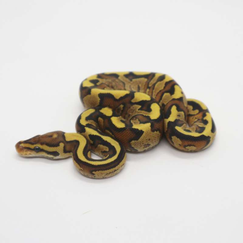 Fire Yellow Belly het Clown Female