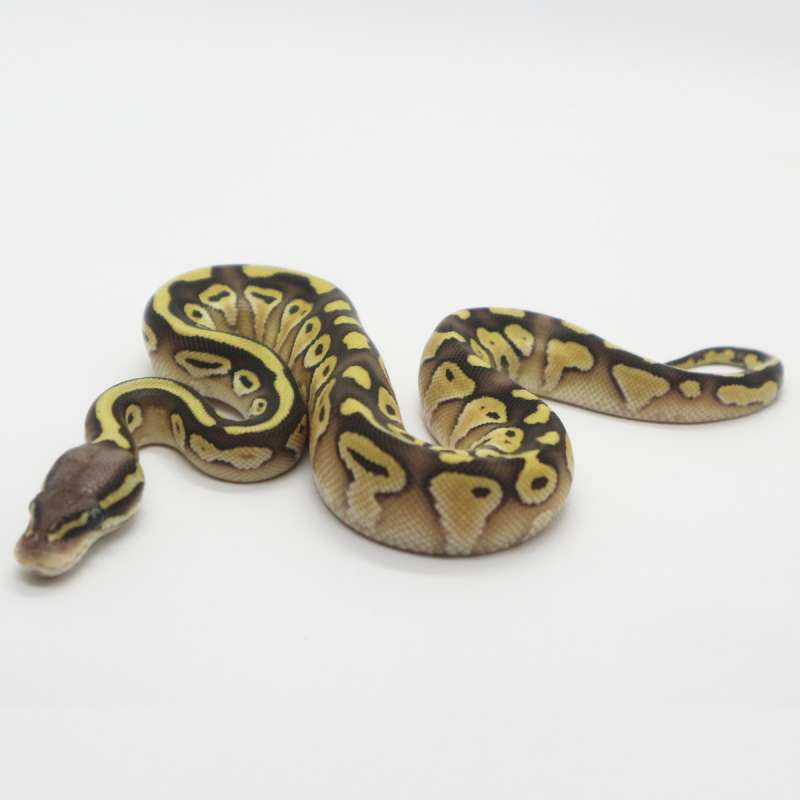 Pastel Butter het Tristripe poss het Lavender 66% Female