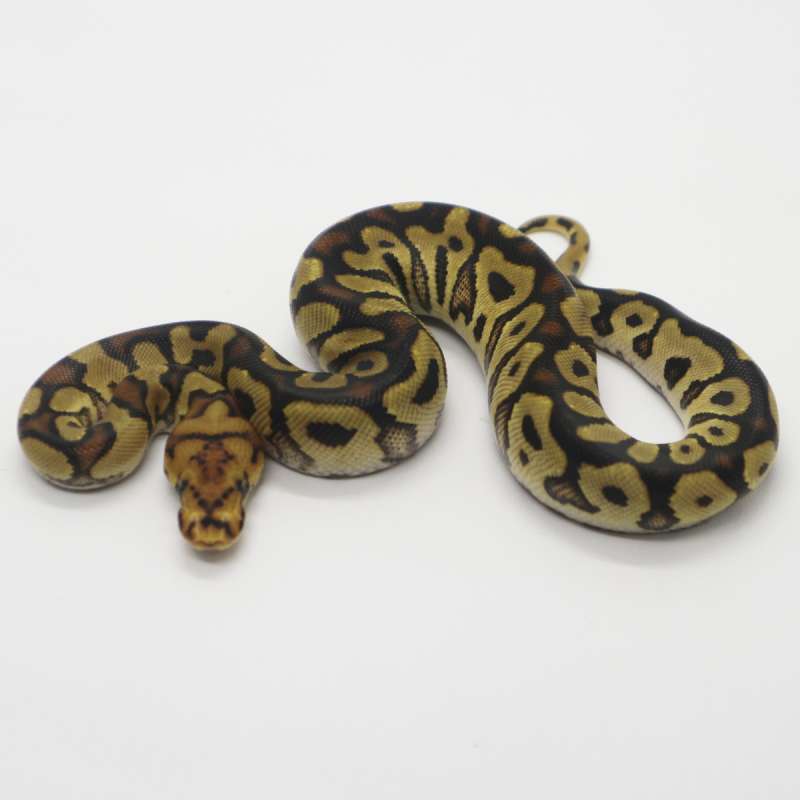 Spotnose Clown Female