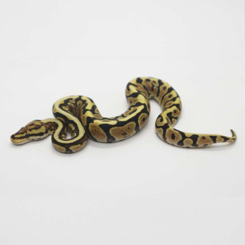Spotnose Fire het Clown Female