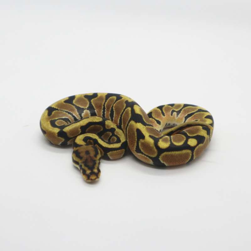 Spotnose Orange Dream het Clown Female