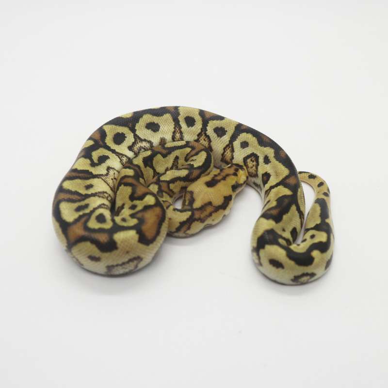 Spotnose Fire Clown Male