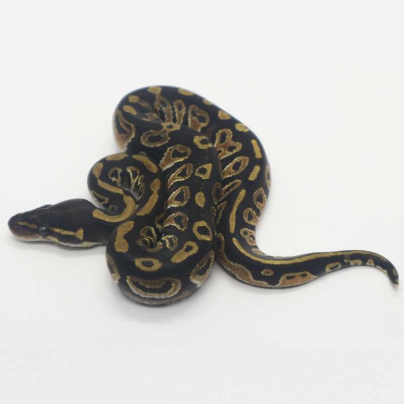 Black Head het Clown poss het Lavender 50% Female