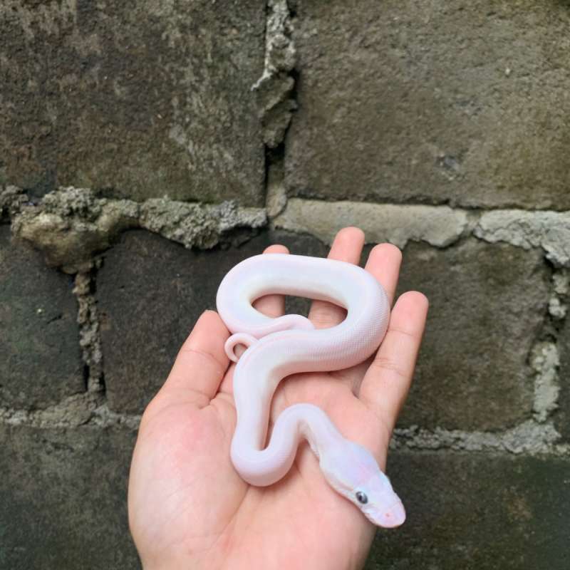 Ball Pyhton - Blue Eyed Leucistic