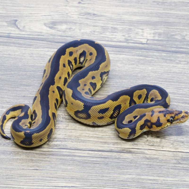 LEOPARD CLOWN HET LAVENDER