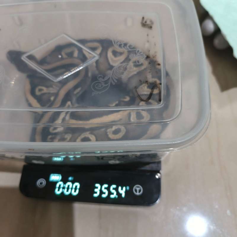 Mojave het clown dijual