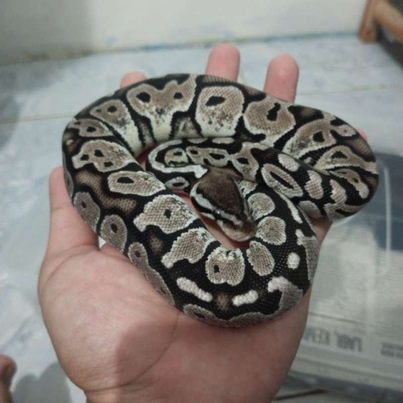Ball Python Butter TSK AXANTHIC