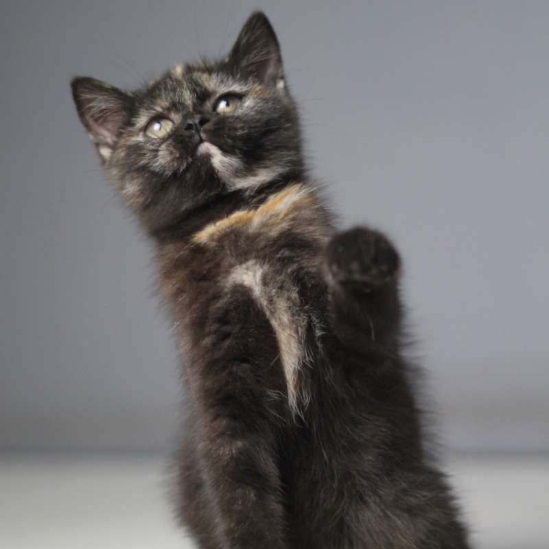 british short hair and scottish fold