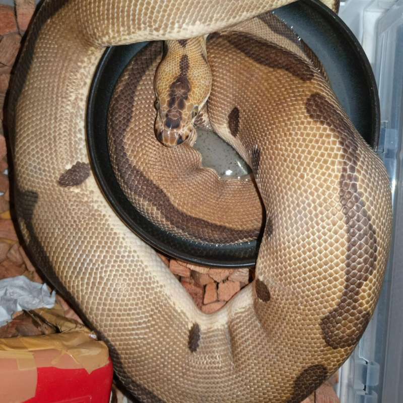 Enchi leopard clown dan spotnose pastel clown