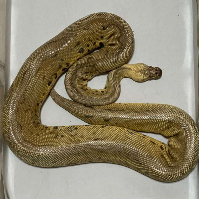 (PROVEN) SUPER PASTEL LEOPARD CLOWN