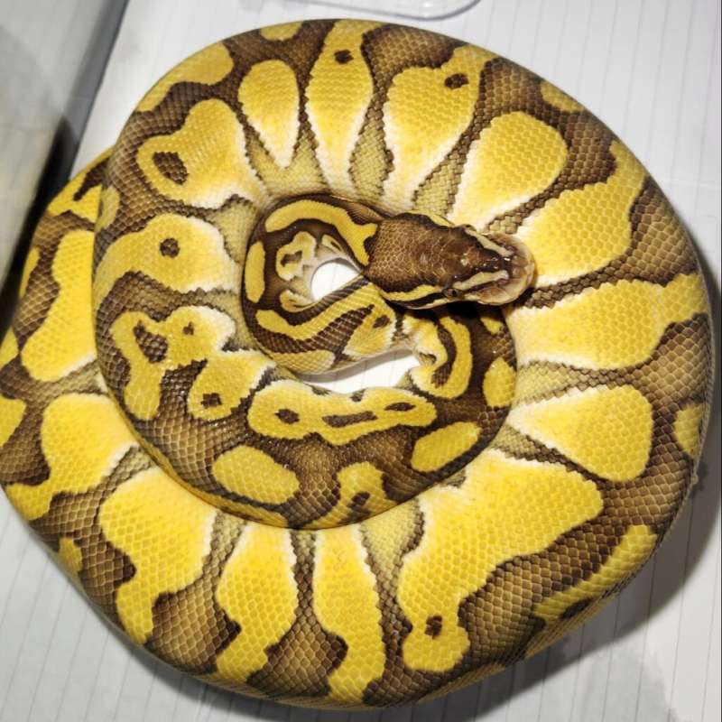 Male Butter Pastel