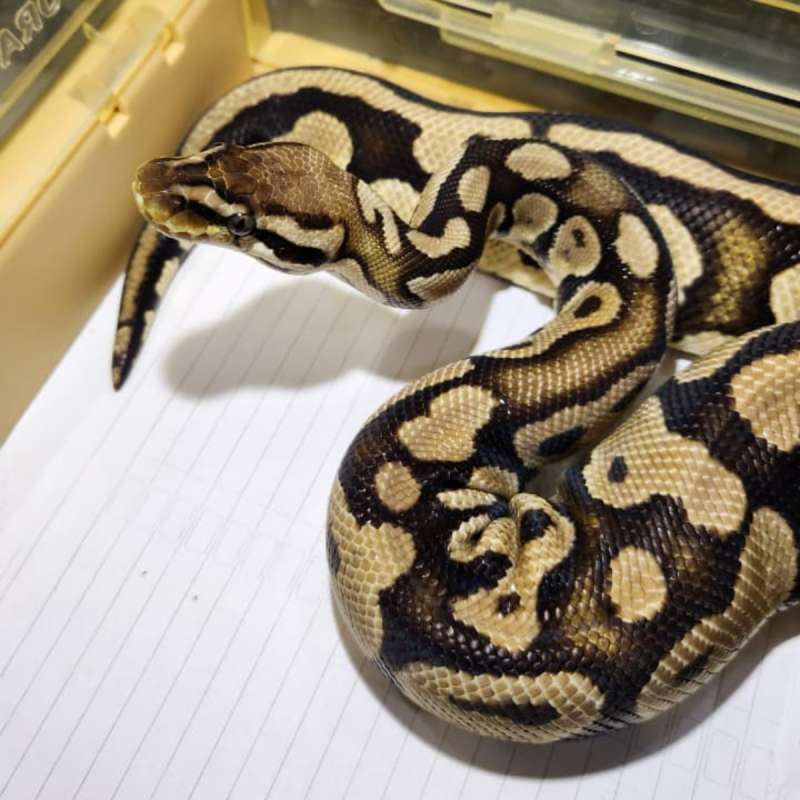 Female Pastel Het Clown