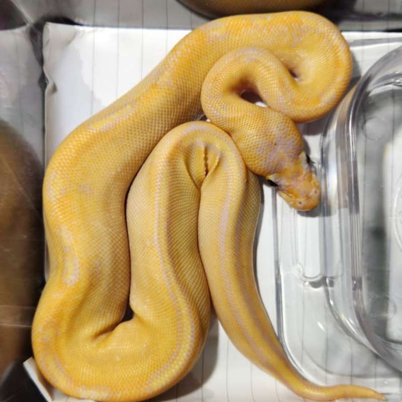 Female Banana Champagne