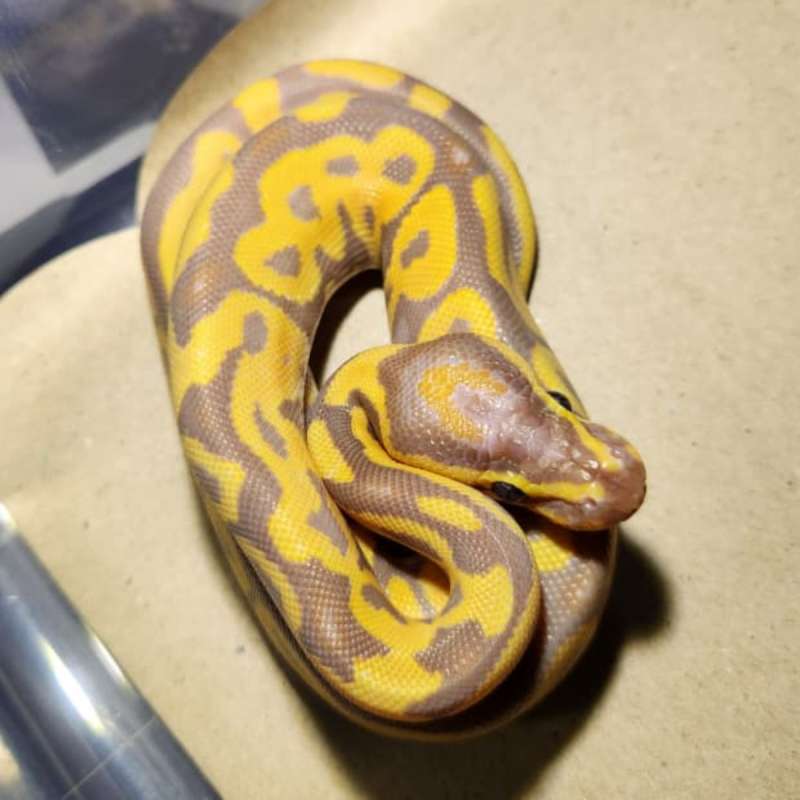 Male Banana Leopard Het Hypo