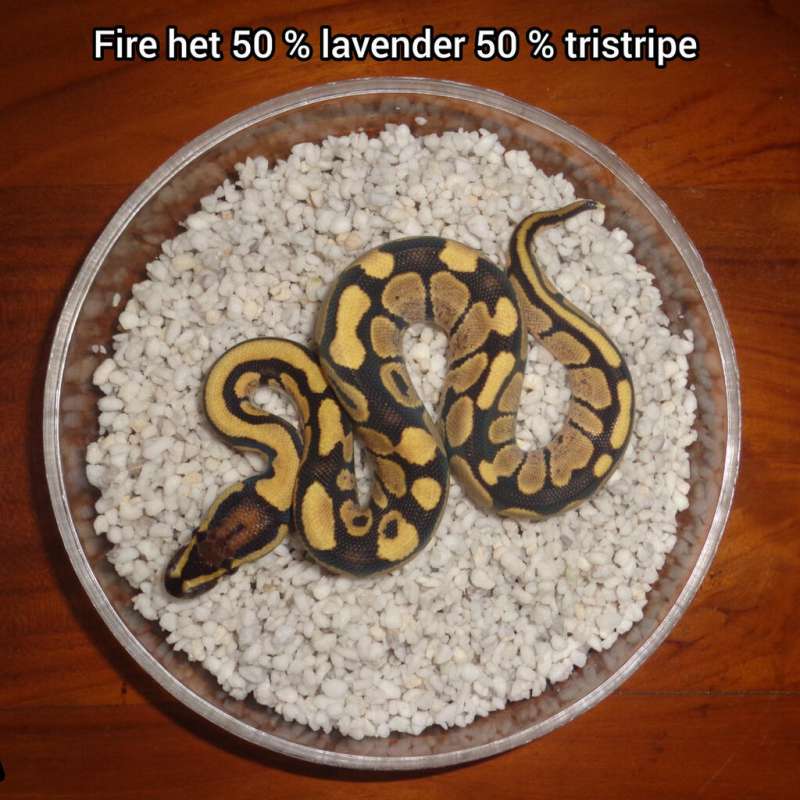 Fire 50 % het lavender 50 % het tristripe
