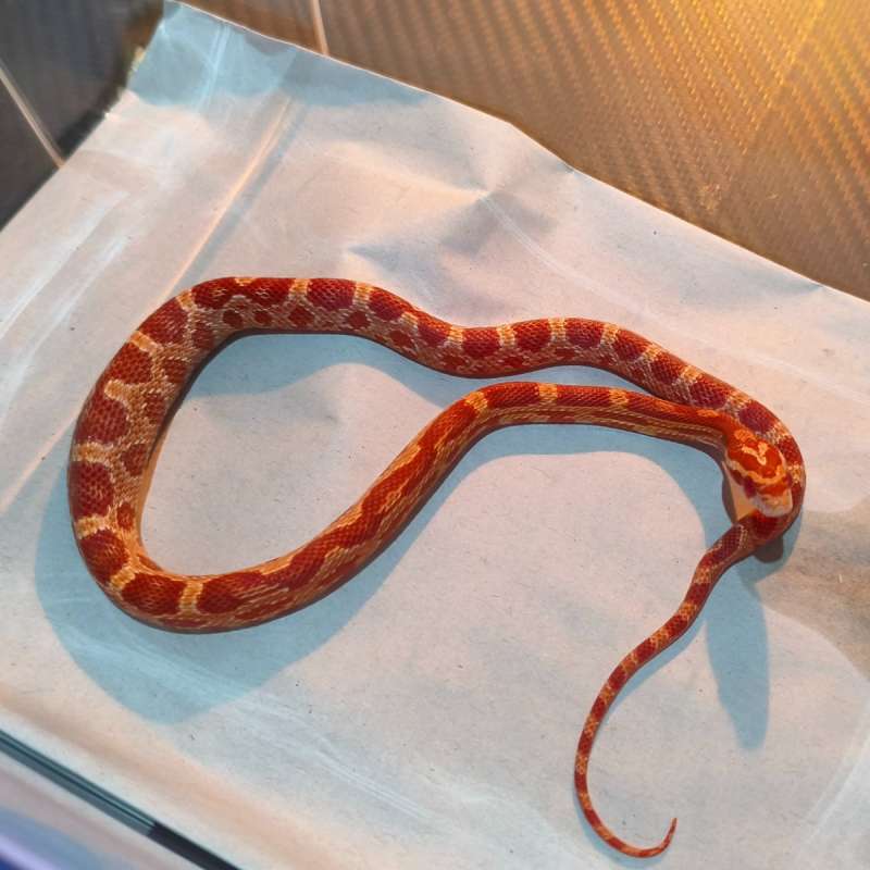 Cornsnake amel