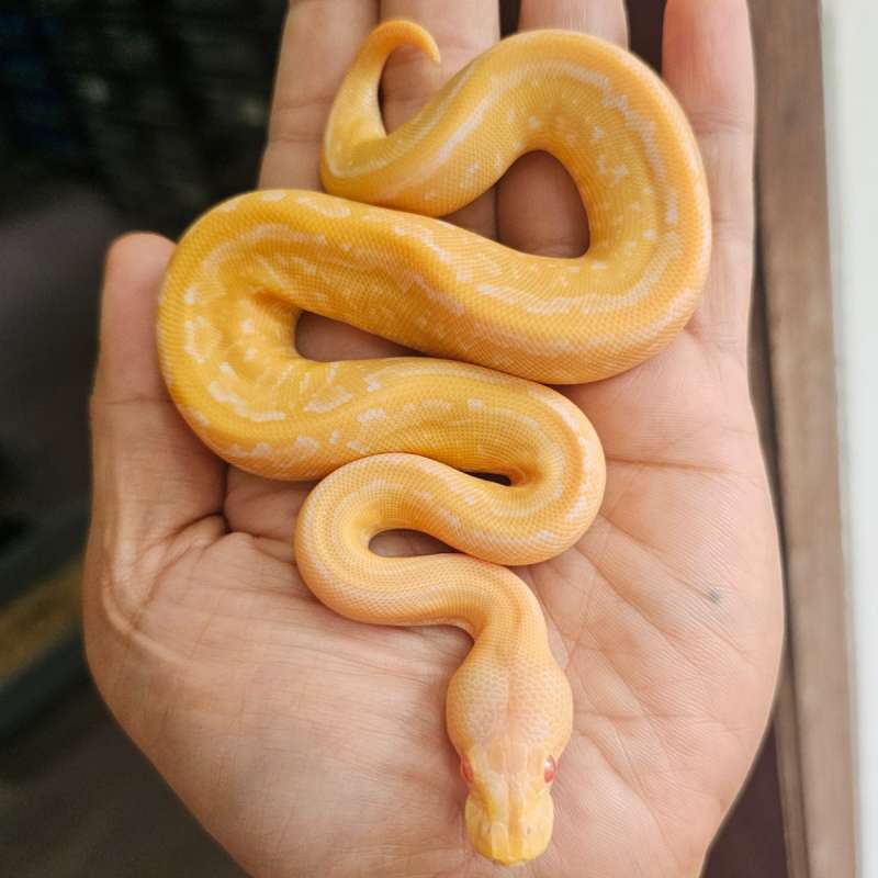 ALBINO PINSTRIPE BLACK PASTEL