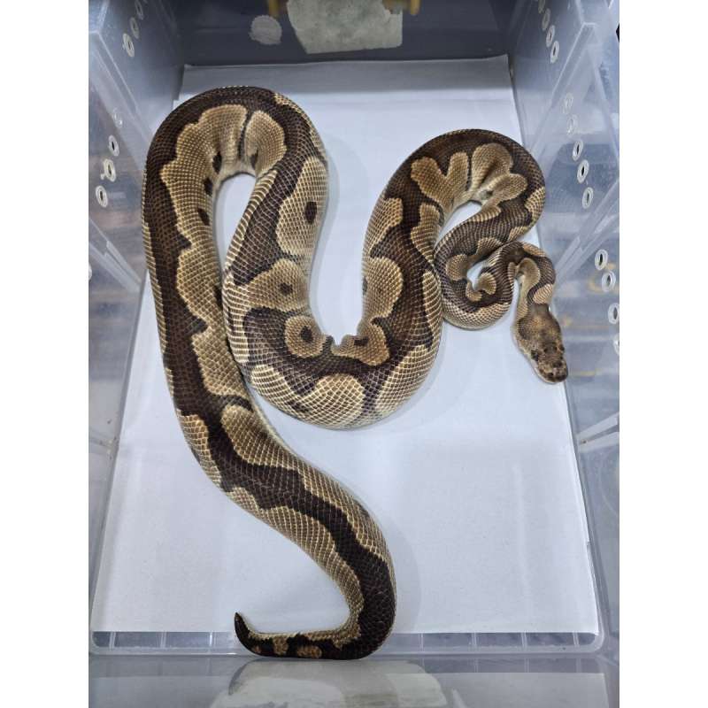 F Clown het Lavender [Breeding Size] 2.1kg