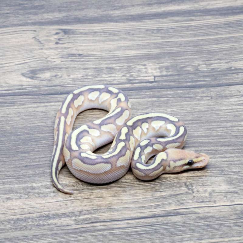 BANANA LESSER HET CLOWN (FEMALE MAKER)