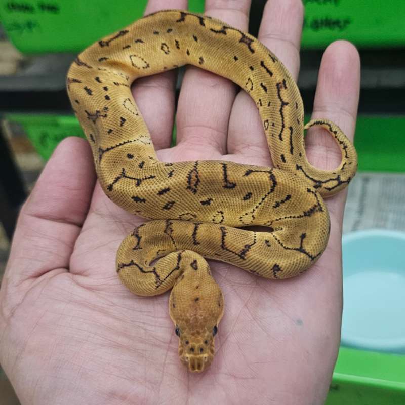 CLOWN PINSTRIPE HET HYPO