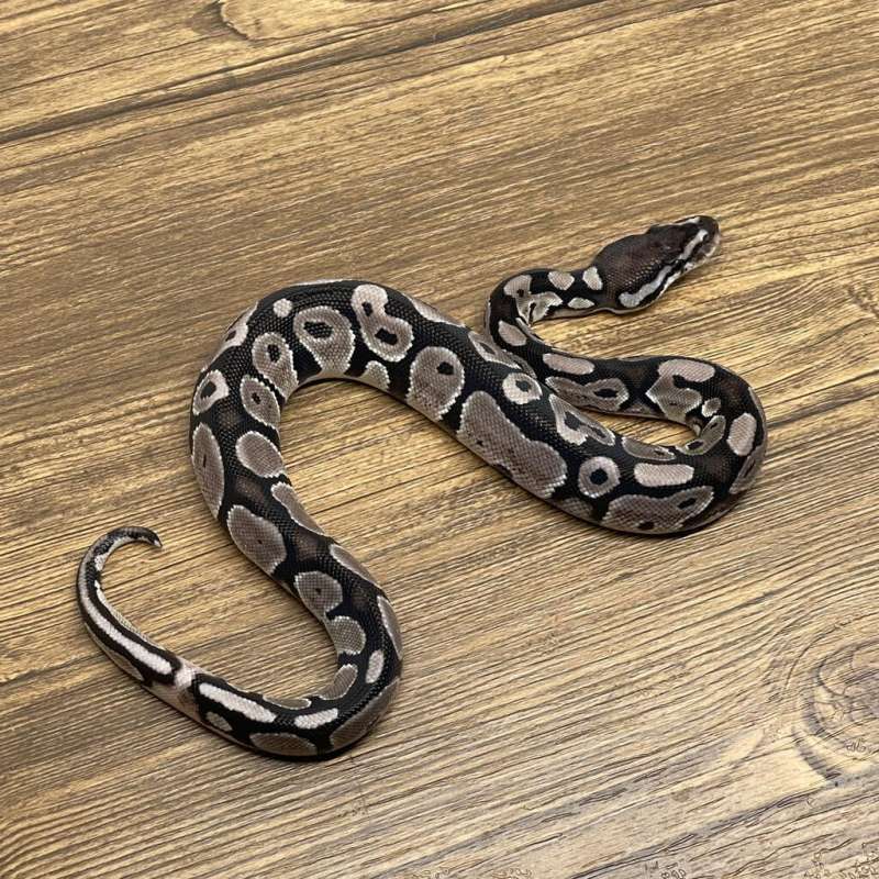 AXANTHIC VPI 66% HET PIED