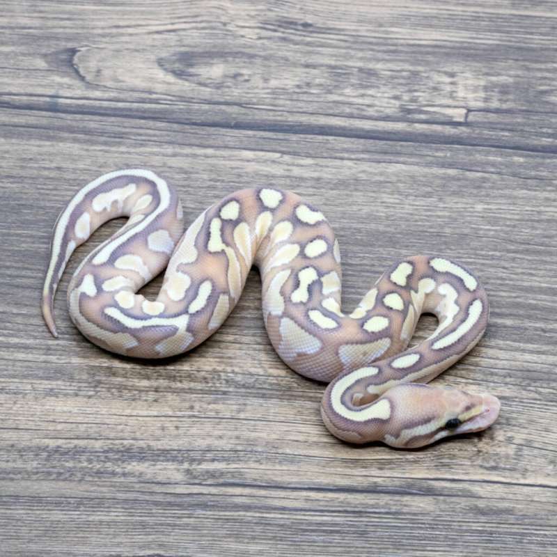 BANANA REDSTRIPE LESSER HET CLOWN