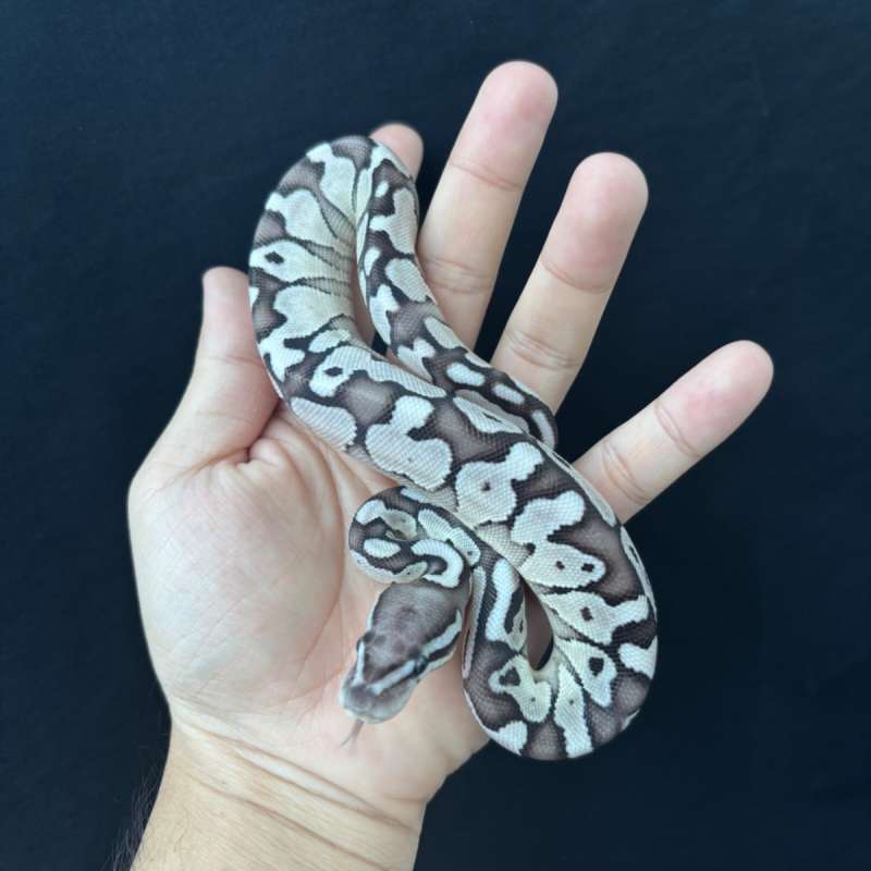 M Pastel Axanthic (TSK) Butter ph Clown