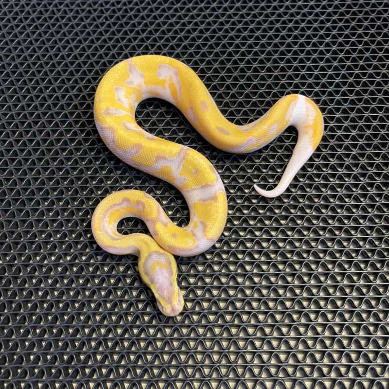 Banana enchi pied.