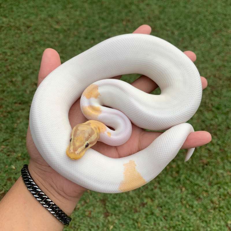 Banana pastel pied hi white.