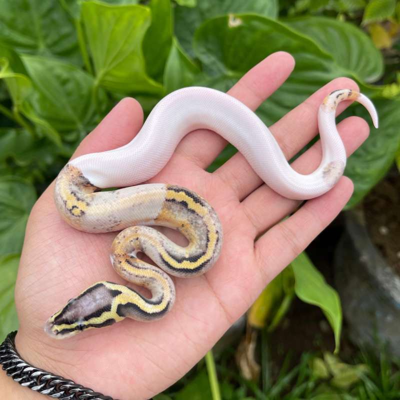 F super pastel pied.