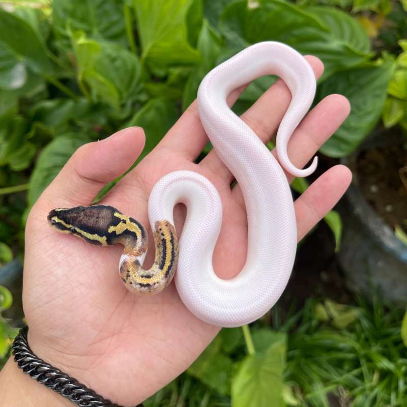 Ballpython pastel pied hi white.