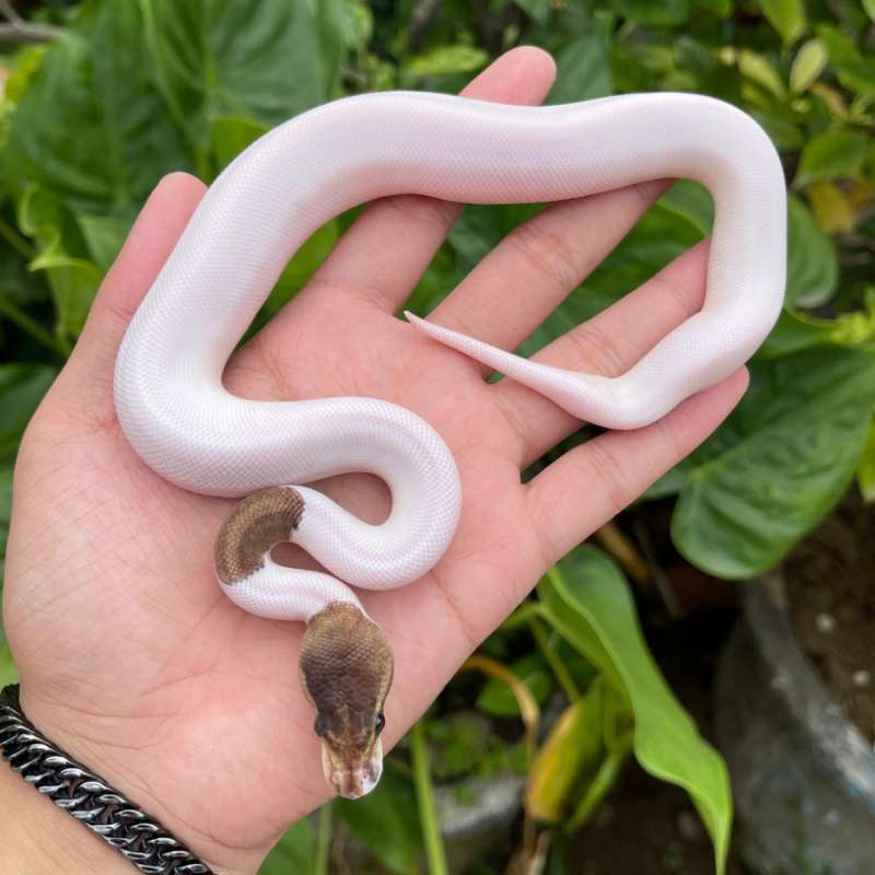 F woma cinnamon pied het hypo 50%.