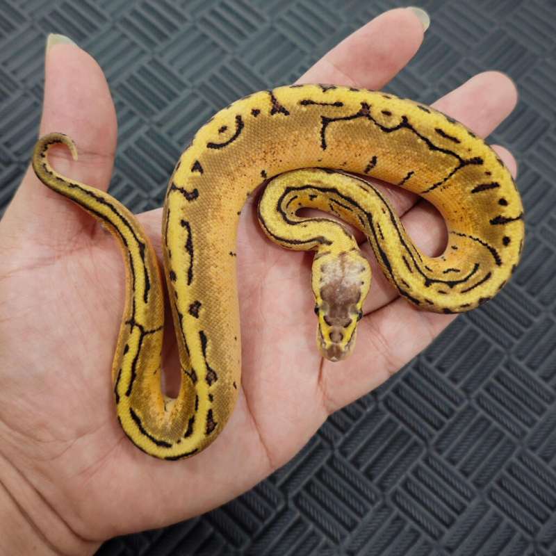 Lemonblast DH Albino Pied
