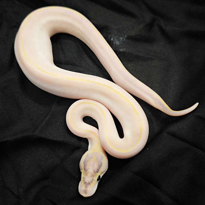 F Leopard Ivory Pins pos Pastel