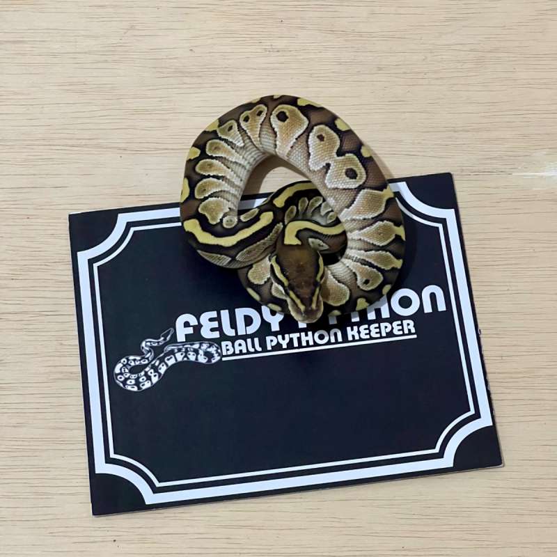 Lesser Ball Python [2025030101]